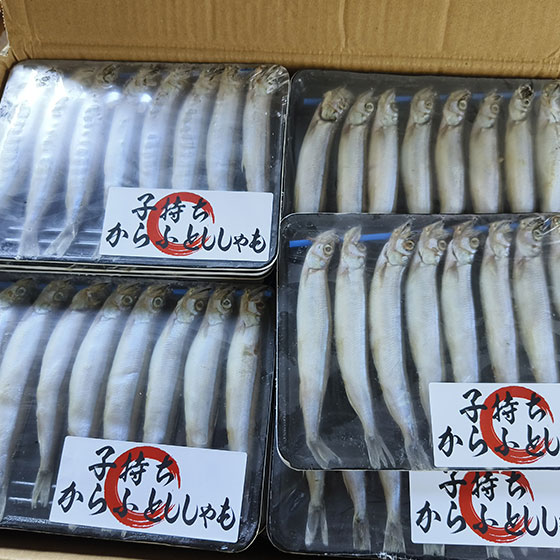 Grosir Ikan & Frozen Food Berkualitas